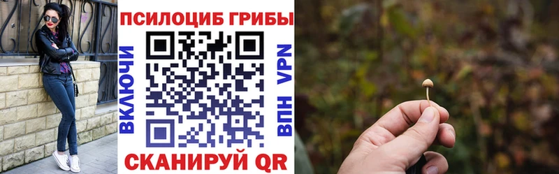 блэк спрут как зайти  Шебекино  Галлюциногенные грибы Psilocybe 