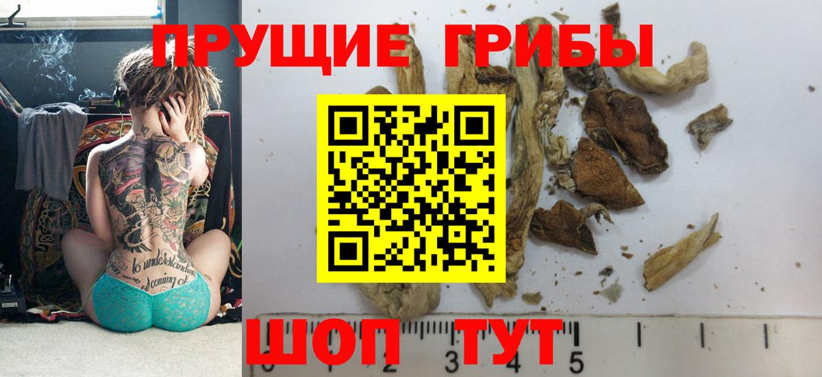 Шебекино  Псилоцибиновые грибы Cubensis  Вход с VPN 